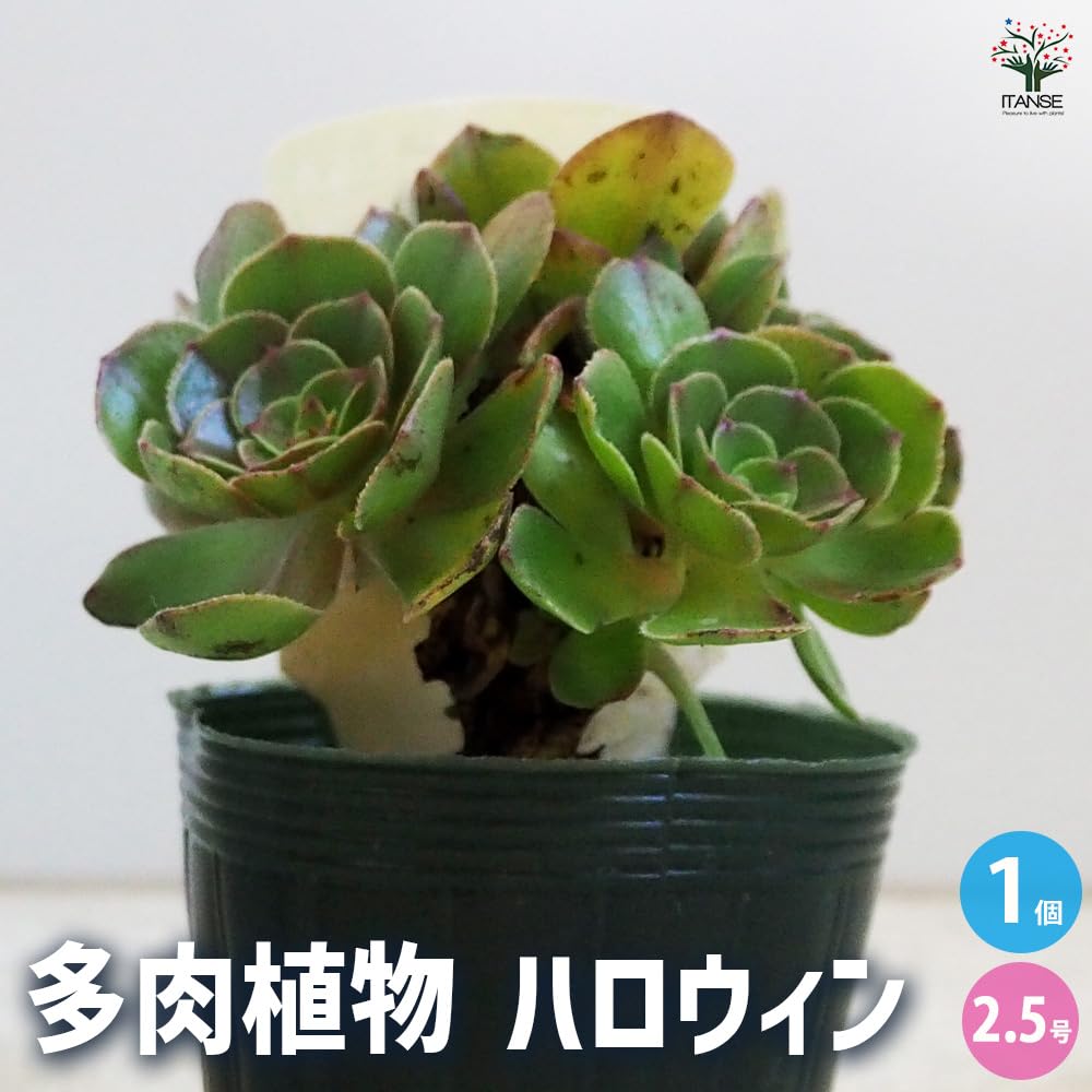 アエオニウム　グリーンハロウィン法師 楽天市場】農園直売 多肉植物 寄せ植え アエオニウム ハロウィン